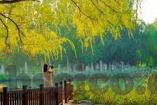 大象传媒黄ap-探索大象传媒与黄AP的独特融合，创新与挑战并存的数字媒体新篇章