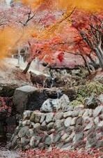 国产麻豆剧传媒下载-国产麻豆剧，数字时代的文化新风景